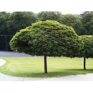 Javor mliečny (Acer platanoides) ´GLOBOSUM´ - výška 280-300 cm, obvod kmeňa 6/8 cm, kont. C18L